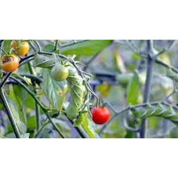 Naturally Tomato Plant